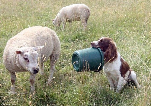 2、狗吃豬飼料有什么壞處？會發生什么？ 