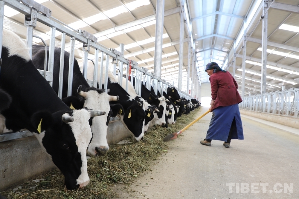 4、奶牛飼料品牌