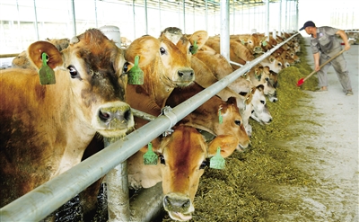 2、奶牛各階段飼料配方